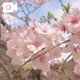 は〜るがき〜た〜🌸🤭