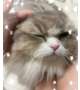 にゃ~🐈🐾