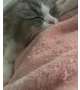 眠り姫