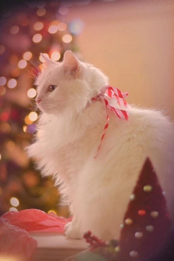 12月のはじまり♡