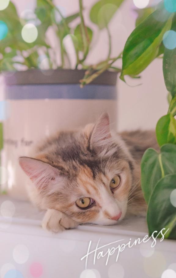 ♡