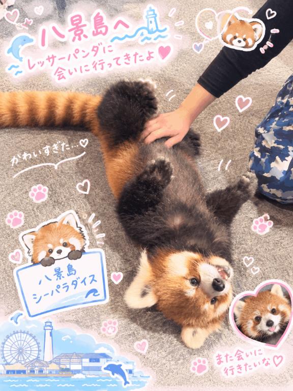 ( ͜🐼 ・ω・) ͜🐼
