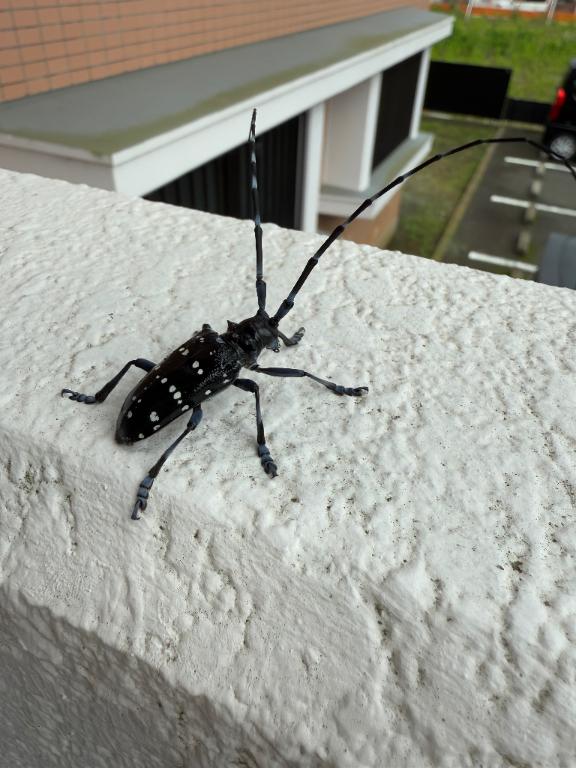 ゴマダラカミキリ！