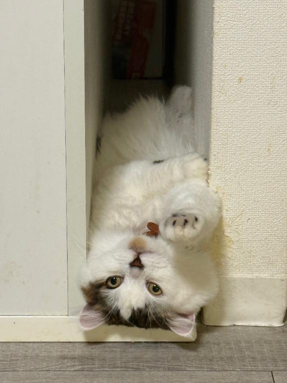 🐈