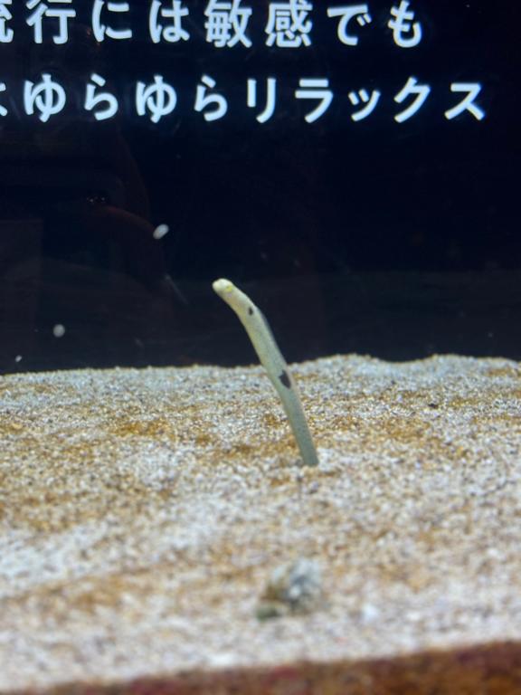 ちんあなご🎶