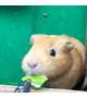 おはようございます🐹