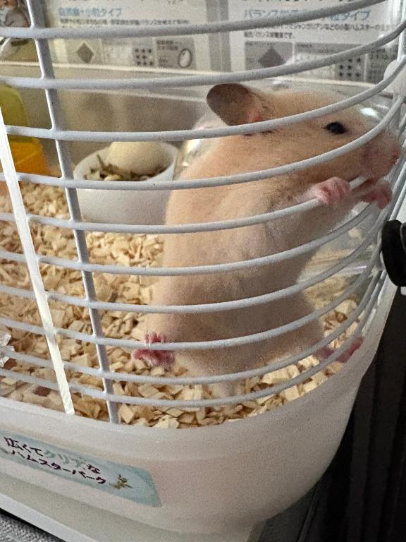 お休みです