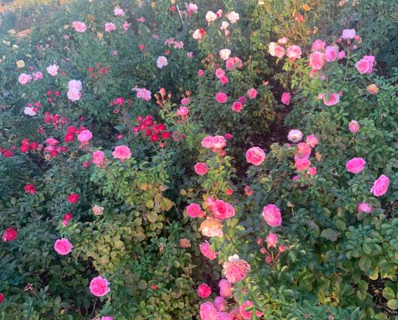 今週のシフトです♡