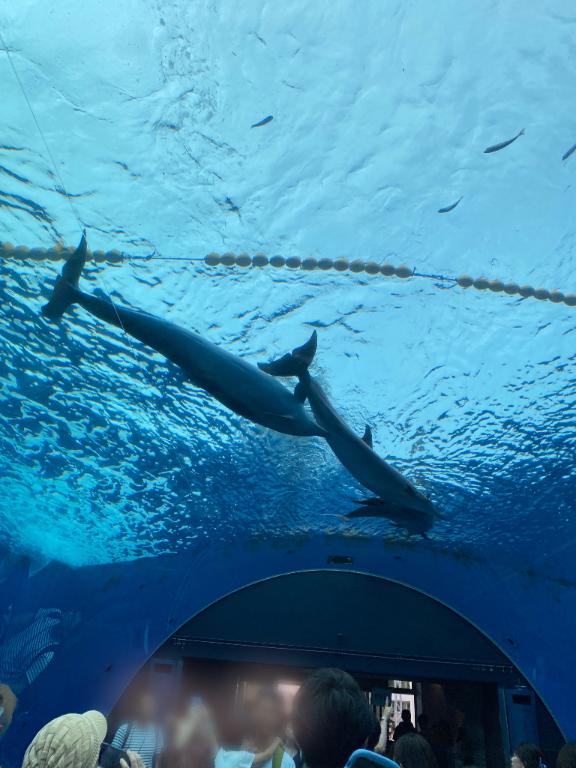 オススメの水族館🦭